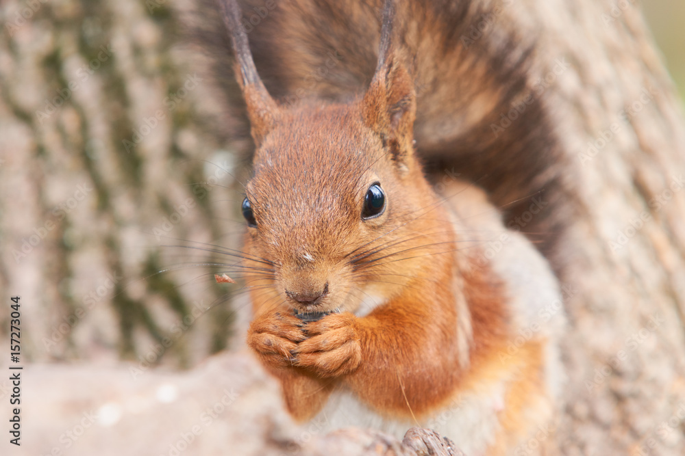 Obraz premium Portrait of a red squirrel with a sunflower seed in paws