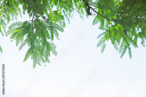 Stock Photo - Green leaf with clear blue sky