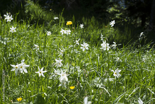 Fototapeta Naklejka Na Ścianę i Meble -  Bergwiese mit weißen Narzissen und gelben Hahnenfußgewächsen
