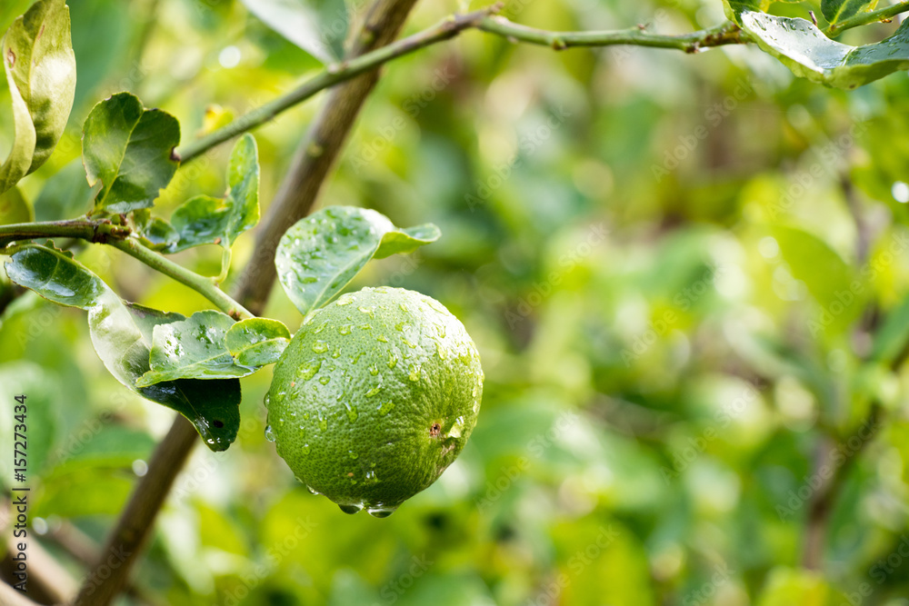 Green lime with leaf and rain droplet background Green lime with leaf and rain droplet background