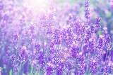field lavender blur background wallpaper