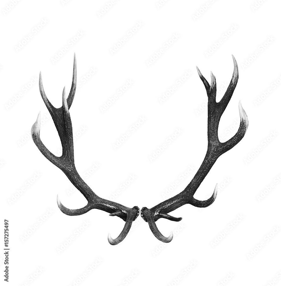 Fototapeta premium Hirschgeweih