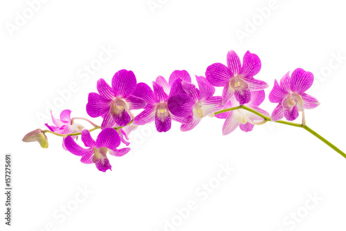 Beautiful violet orchid isolated on white background