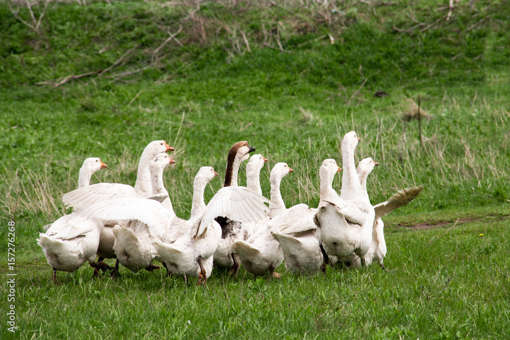 Flock of geese grazing on grass in spring field