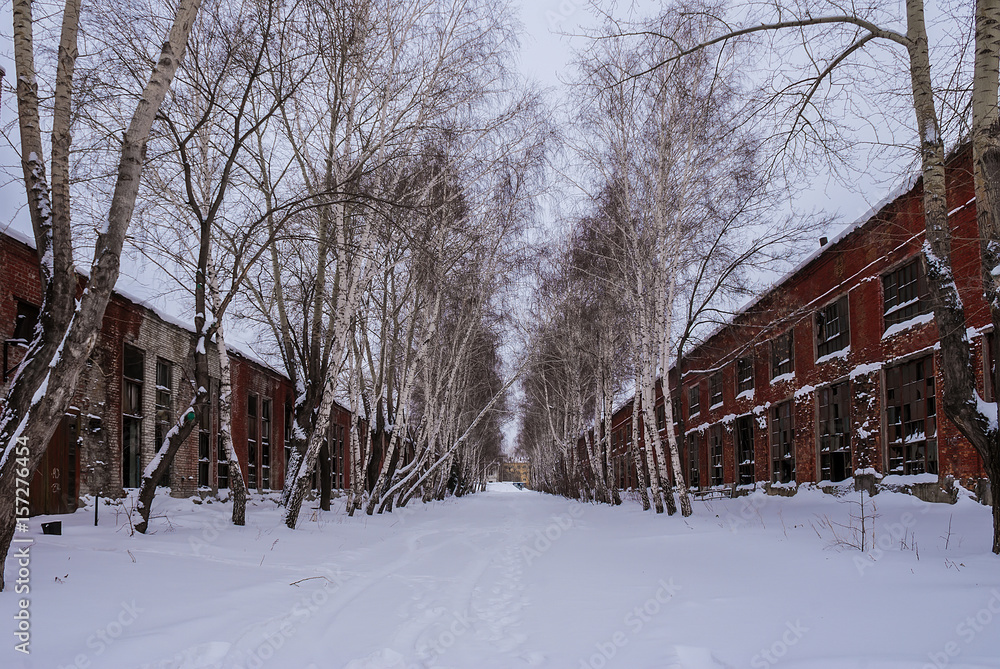 Naklejka premium Birch alley between the two buildings of an abandoned factory.