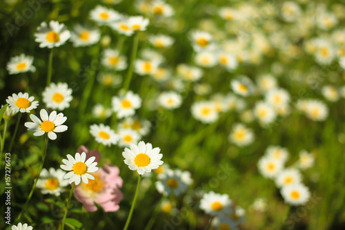 Chamomile in the green grass on a meadow