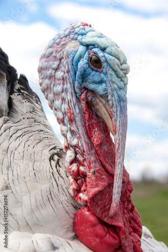 turkey male or gobbler closeup on the cloudy sky background