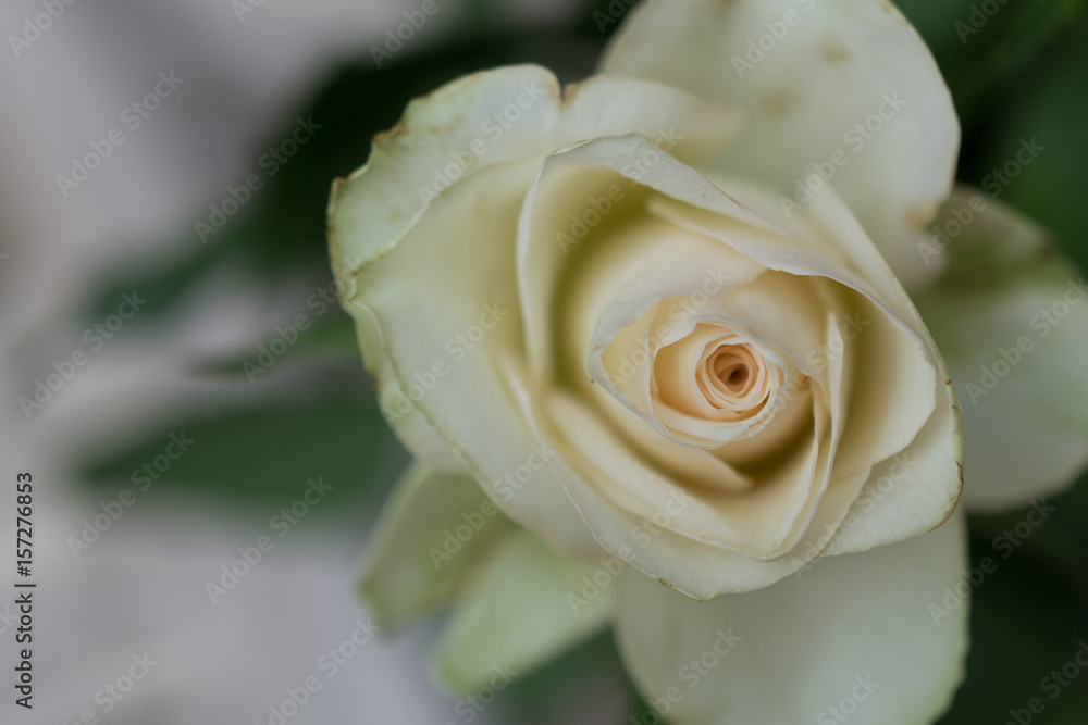 Dying roses Dying roses