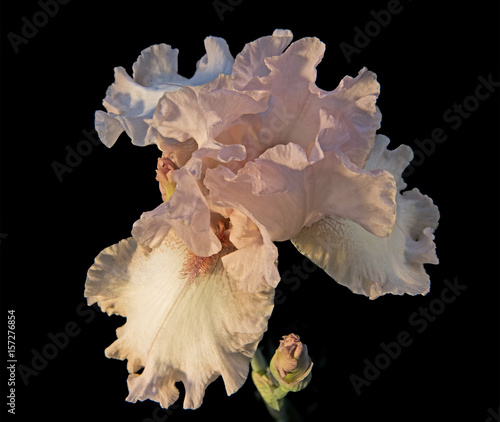 Fototapeta Naklejka Na Ścianę i Meble -  Beautiful Iris flower on black background.