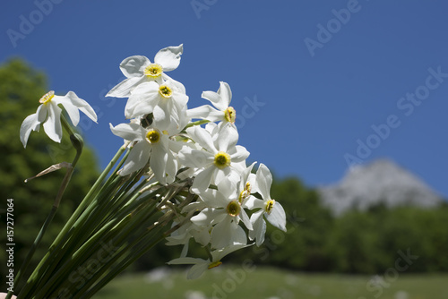 Fototapeta Naklejka Na Ścianę i Meble -  Narzissenstrauß vor dem Toten Gebirge