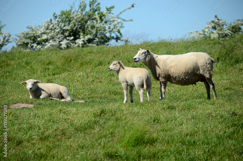White sheep family in a green field. White sheep family in a green field.