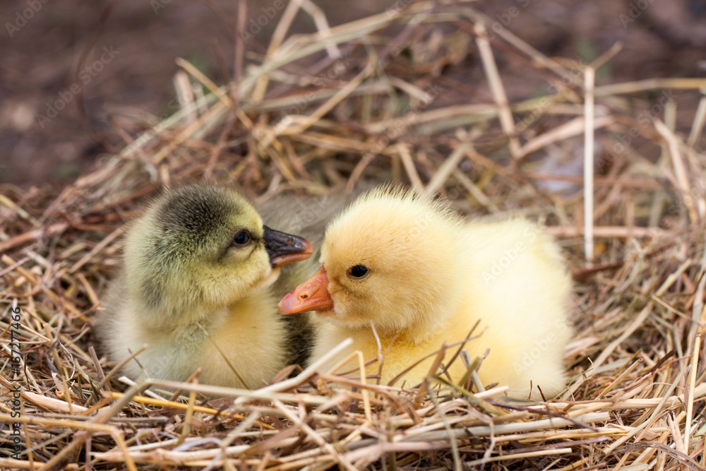 Two little domestic gosling in straw nest Two little domestic gosling in straw nest