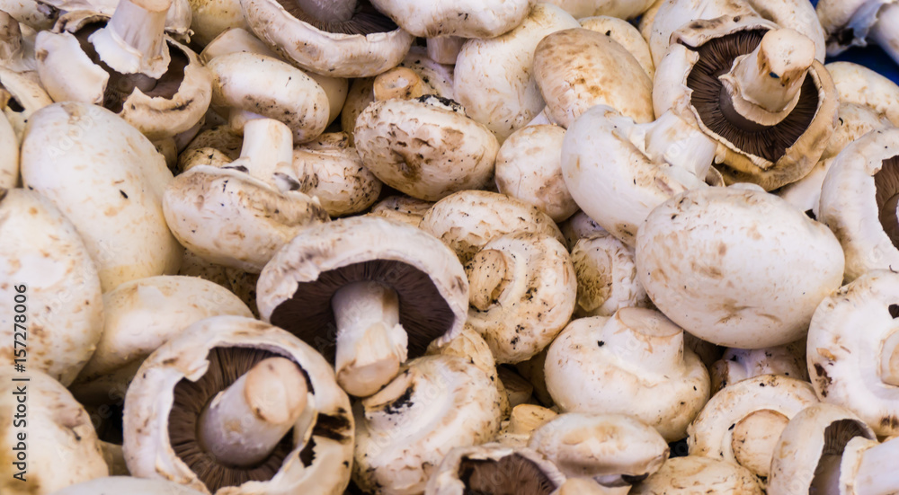 mushroom champignon. food background mushroom champignon. food background