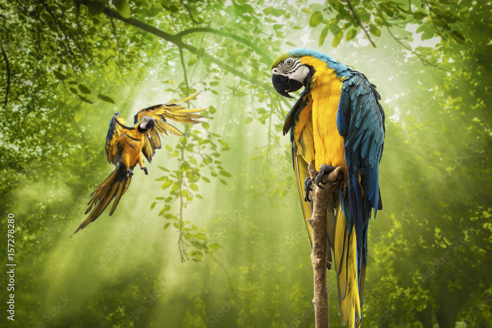 Naklejka premium Blue Gold Macaw Parrot standing on Branch