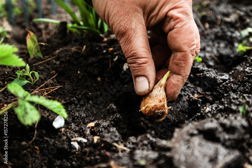 Women's hand sadi in soil-soil flower bulbs. Close-up, Concept of gardening, gardening