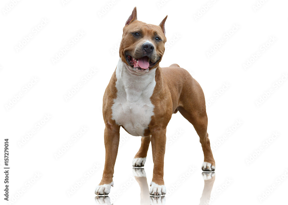 Powerfull American Staffordshire Terrier standing isolated on