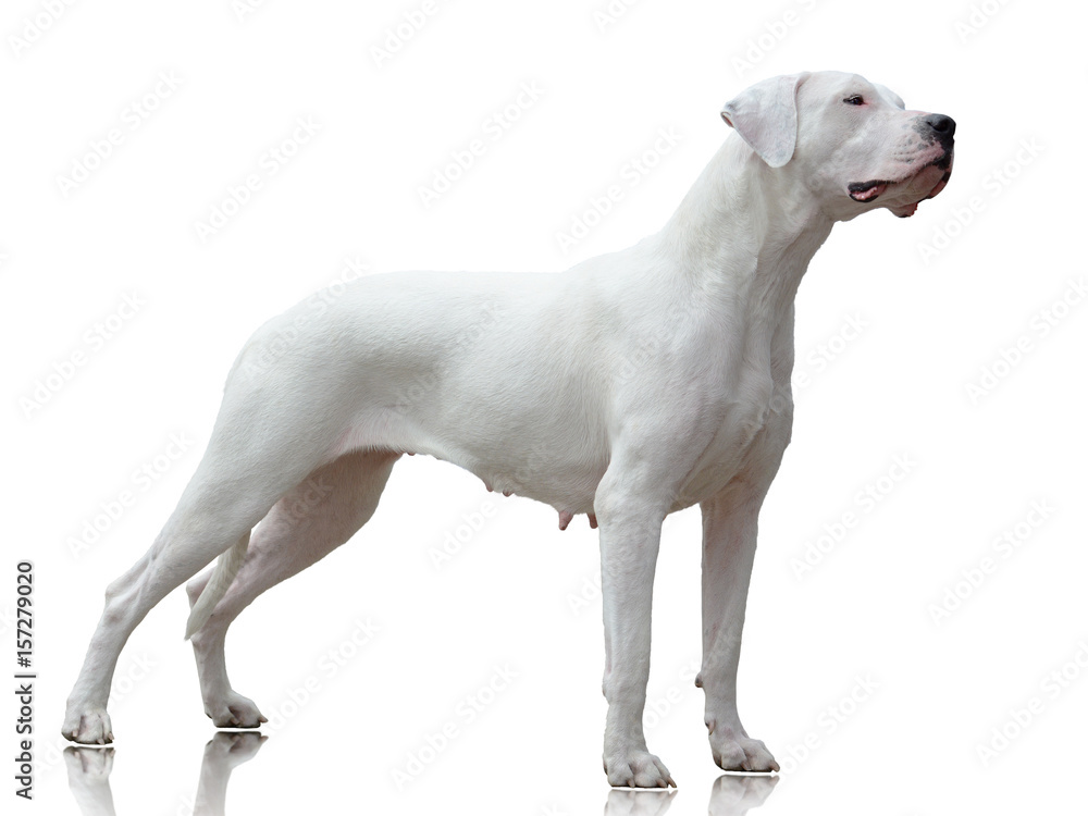 Dogo Argentino female stand isolated on white background, side view