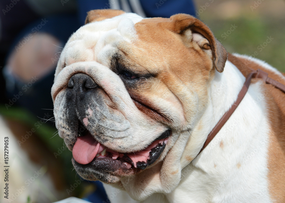 Portrait of a English bulldog summer