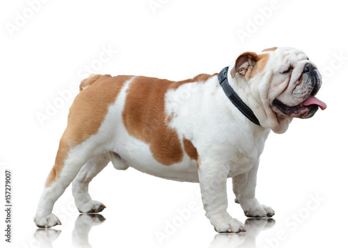 Obraz na płótnie English bulldog standing isolated on white background side view w salonie