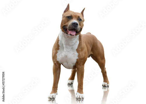 Powerfull American Staffordshire Terrier standing isolated on white background photo