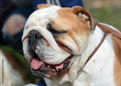 Obraz na płótnie Portrait of a English bulldog summer w salonie