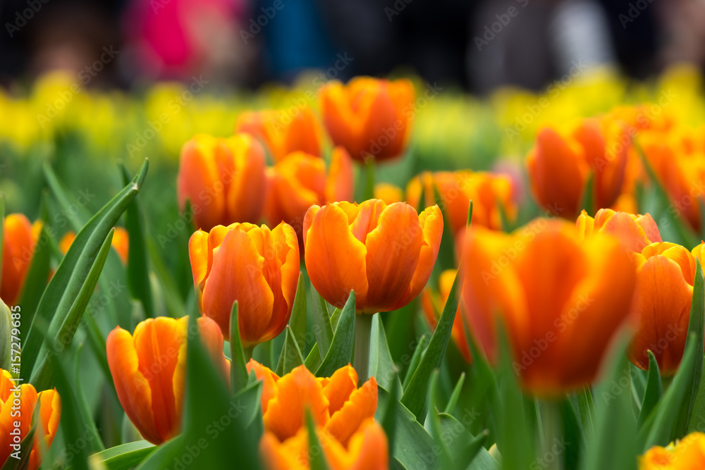 Fototapeta premium Orange tulips on flowerbed.