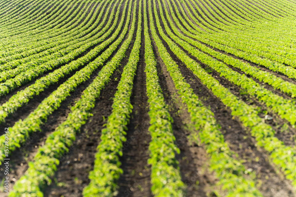 Agricultural soy plantation on sunny day - Green growing soybeans plant Agricultural soy plantation on sunny day - Green growing soybeans plant