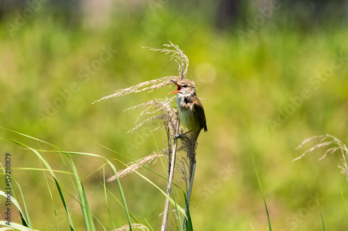 野鳥　オオヨシキリ photo