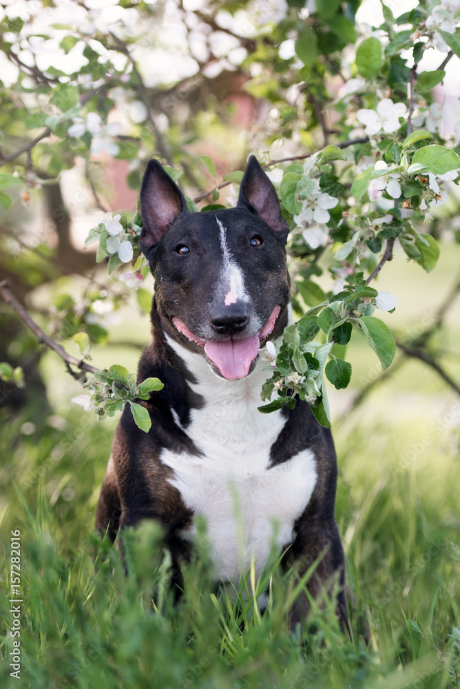 english bull terrier dog portrait in blooming tree english bull terrier dog portrait in blooming tree