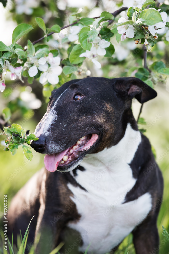 english bull terrier dog portrait in blooming tree