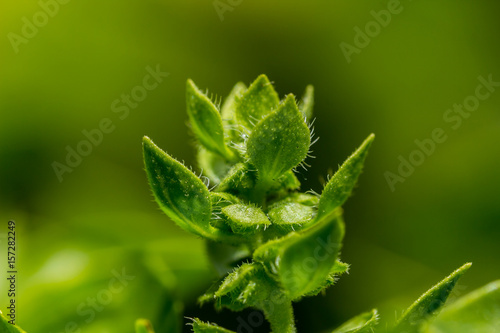 Fotografie A young healthy plant growing in a green garden enviroment
