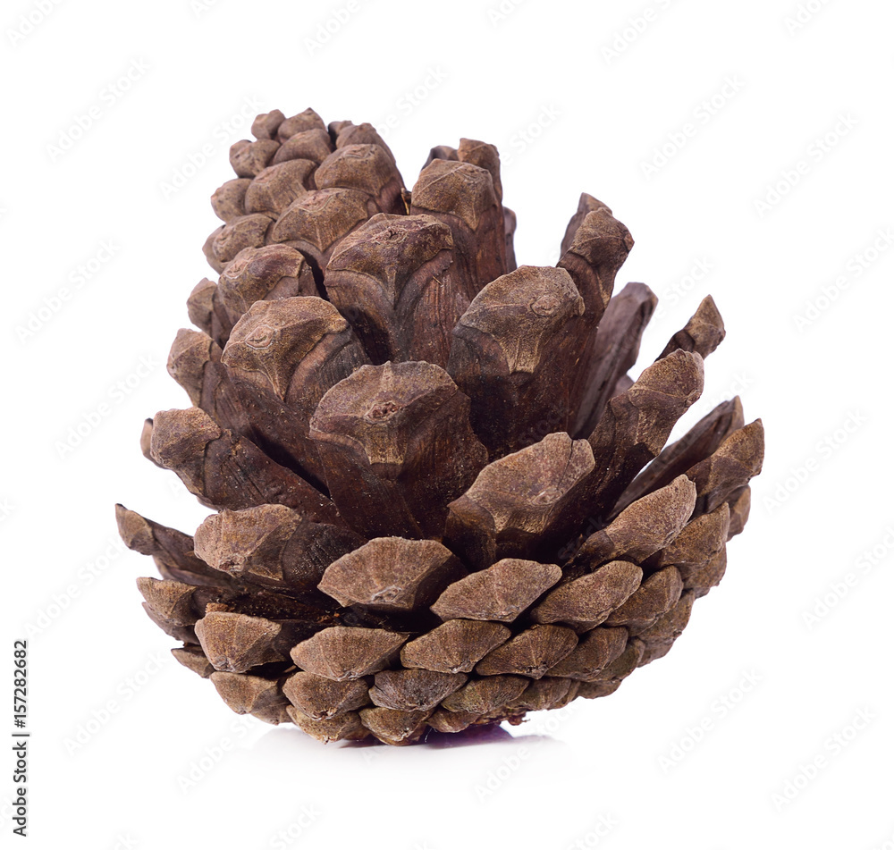 brown pine cone isolated on white background brown pine cone isolated on white background