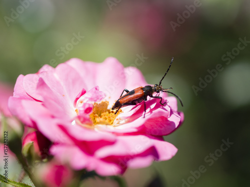 Longhorn beetle - Corymbia cordigera - Brachyleptura cordigera male on fresh flower photo