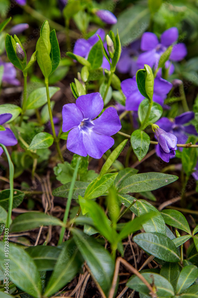 Vinca minor or lesser periwinkle background with copy space. Vinca minor or lesser periwinkle background with copy space.