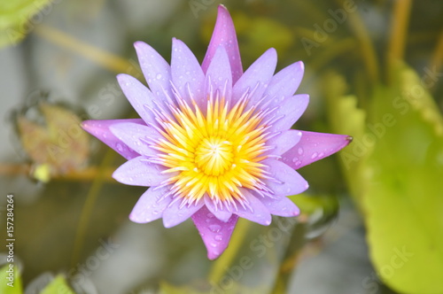 lotus lily flower on water with raindrops