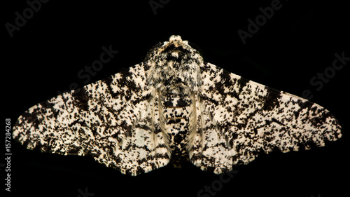 Peppered moth (Biston betularia) isolated on black. British insect, familiar to biology students, in the family Geometridae against a black background photo