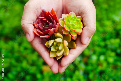 Top view cute colorful flora succulent plant in woman hand