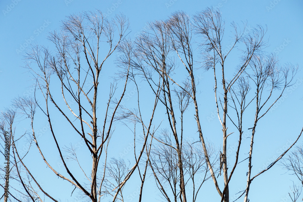 Dry Winter Tree Line Against Clear Blue Sky Dry Winter Tree Line Against Clear Blue Sky
