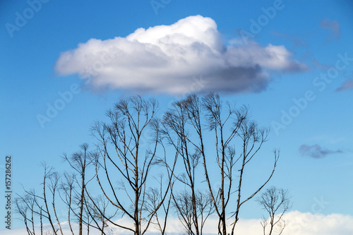  Trees Against Blue Sky and Floating White cCouds