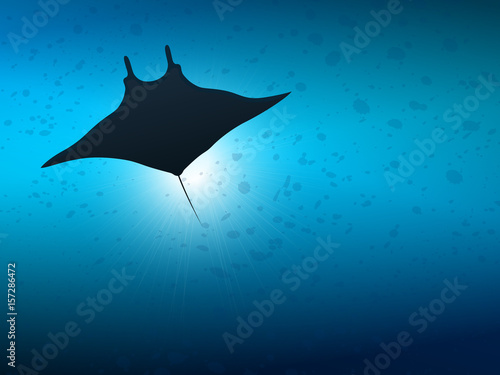 Fototapeta Big manta ray in ocean water. Underwater life.
