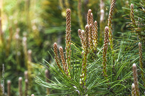 Young pine shoots blooming in garden,spring time. photo