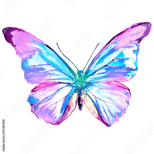 beautiful pink butterfly,watercolor,isolated on a white