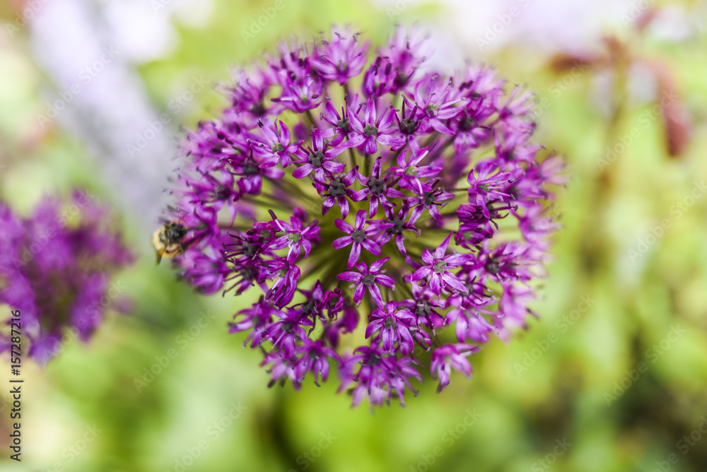 Close up of flower onion flowers in garden, summer time. Close up of flower onion flowers in garden, summer time.