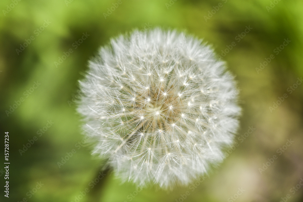 Head of dandelion in garden, springtime.