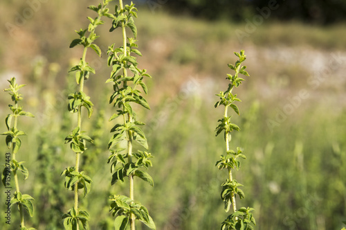 Oregano (Origanum compactum)