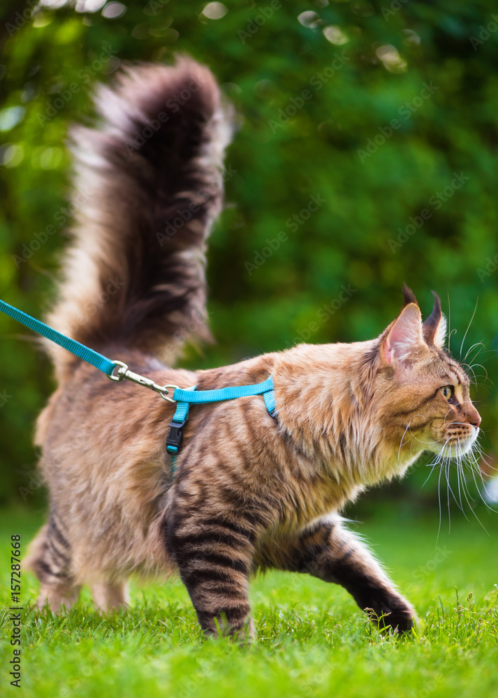 Black tabby Maine Coon cat with leash wandering in backyard. Young cute