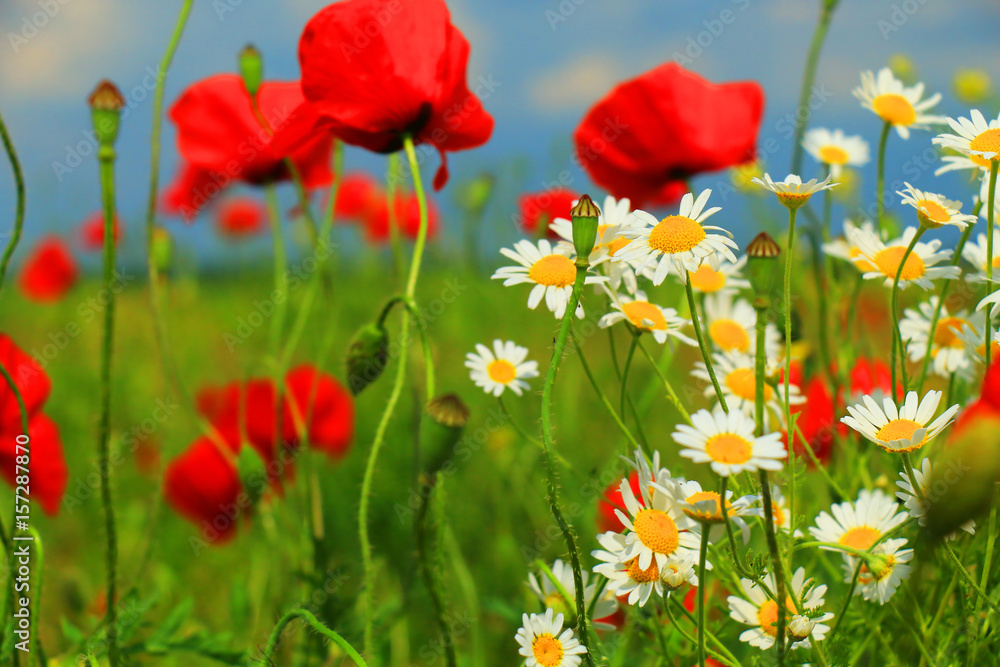 Fototapeta premium wild flowers