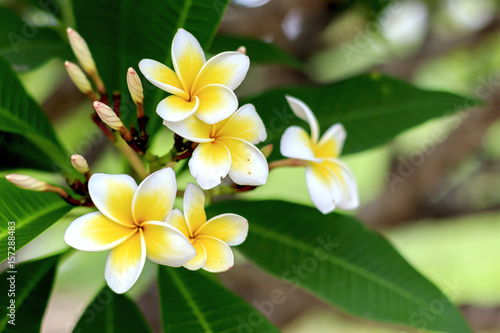 plumeria flower ith soft-focus in the background. over light © memorystockphoto