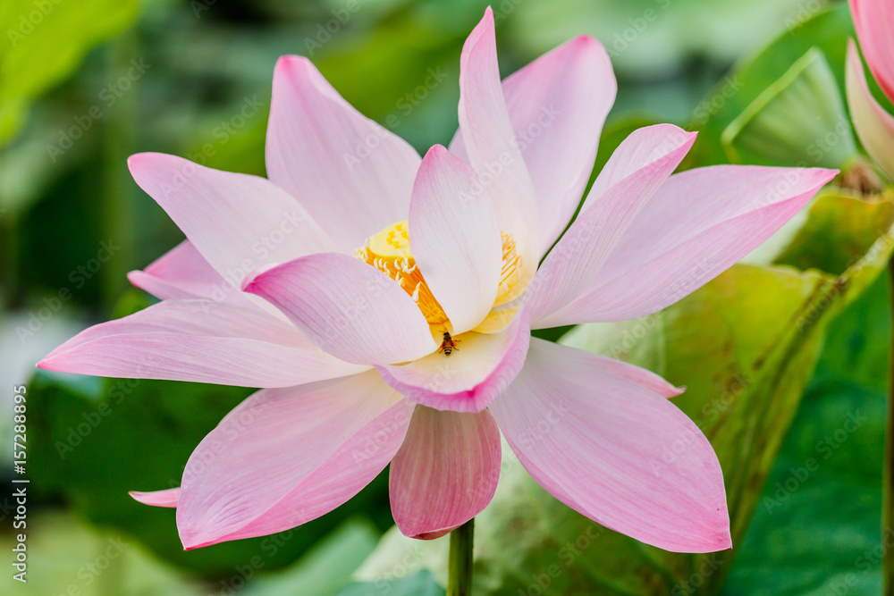 beautiful pink waterlily or lotus flower in pond beautiful pink waterlily or lotus flower in pond