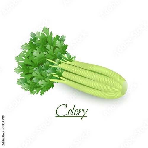 Fresh tasty celery in a realistic style, isolated on a white background